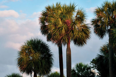 Low angle view of palm trees against sky