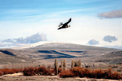 View of condor flying over mountain against sky