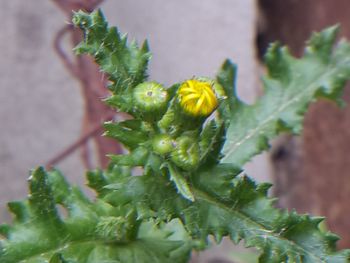 Close-up of plant