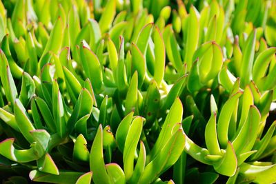 Full frame shot of green leaves