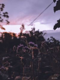 Close-up of flowering plant against sky