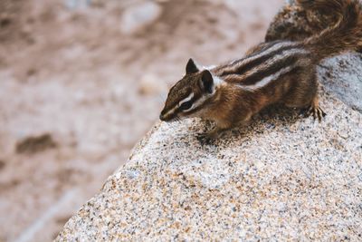 High angle view of squirrel on rock