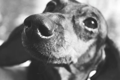 Close-up portrait of dog