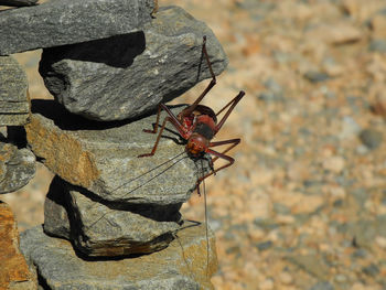 Close-up of insect on rock