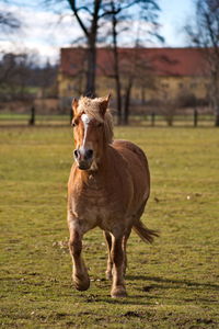 Portrait of horse standing on field