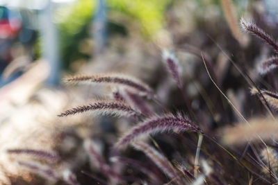 Close-up of plant