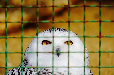 Close-up portrait of owl in cage at zoo