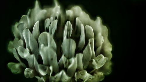 Close-up of flower blooming against black background