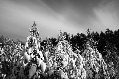 Low angle view of trees against sky