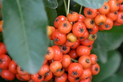 Close-up of red berries growing on plant