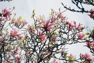 Low angle view of magnolia tree against sky