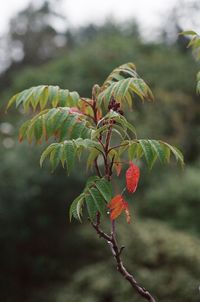 Close-up of berries growing on tree