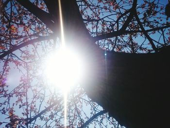 Low angle view of trees against sky