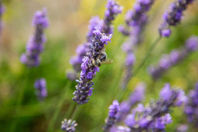 Close-up of bee pollinating on purple flower