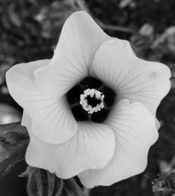 Close-up of white flowering plant