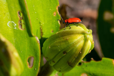 Lily leaf beetle, lilioceris lilii, vermin in the gardens