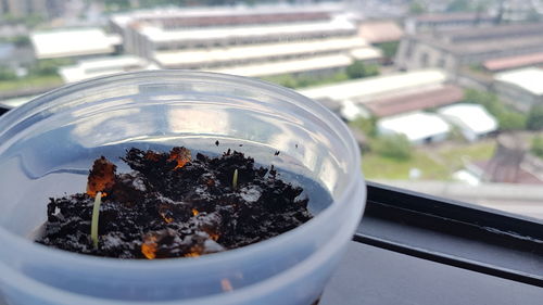 Close-up of green leaves