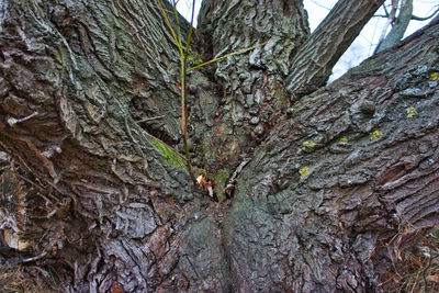 Low angle view of tree trunk