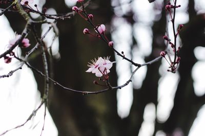 Close-up of pink flowers on branch