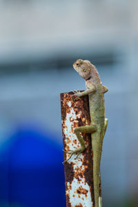 Close-up of lizard on metal