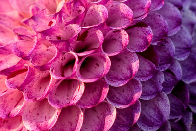 Close-up of pink flowers