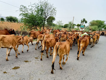 Horses walking in the road