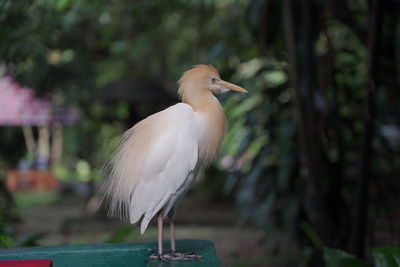 Close-up of seagull perching on wooden post