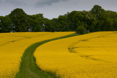 Scenic view of field against sky