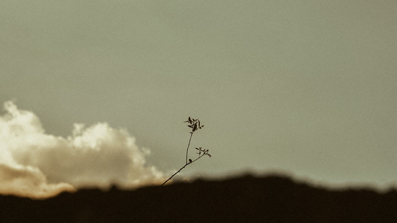 LOW ANGLE VIEW OF INSECT ON PLANT