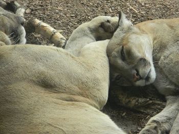 Two cats sleeping