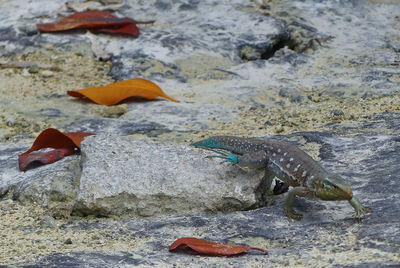 View of crab on beach