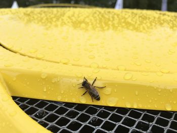 Close-up of bee on yellow car