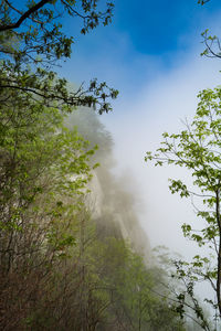 Low angle view of trees against sky in forest