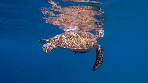 Swimming green sea turtle at pagkilatan