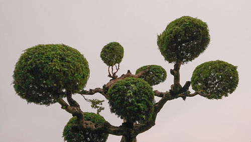 Low angle view of green tree against sky