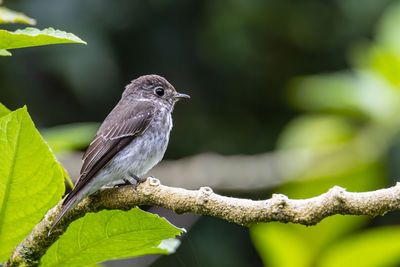 Little pied flycatcher on perched on a tree branch found in borneo, with nature wildlife background