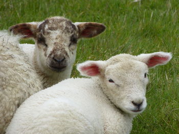 Lambs close-up