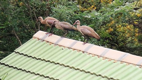 Birds perching on wood