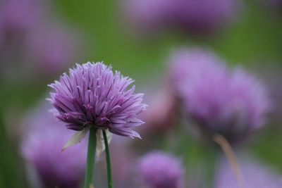 Close-up of purple coneflower blooming outdoors