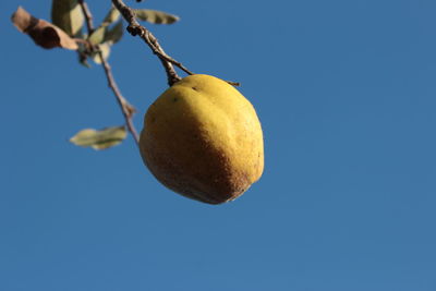 Low angle view of apple on tree against clear blue sky