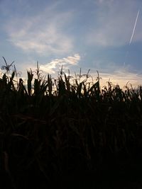 Silhouette plants growing on field against sky during sunset