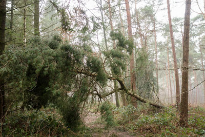 Trees in forest