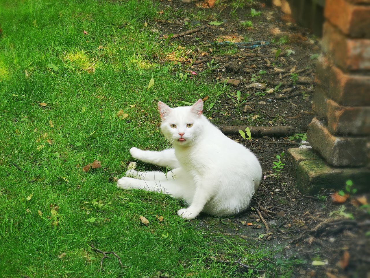 CAT SITTING ON GRASS