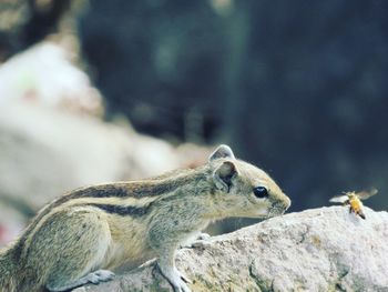 Close-up side view of squirrel against blurred background