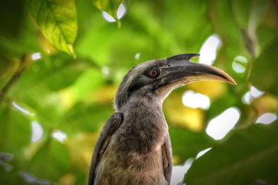 Close-up of a bird