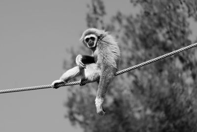 Low angle view of monkey sitting on rope against clear blue sky