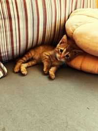 High angle view of cat on sofa