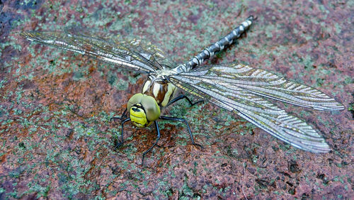 A big green dragonfly. it is an odonata aeshnidae viridis, a noble dragonfly green hawker