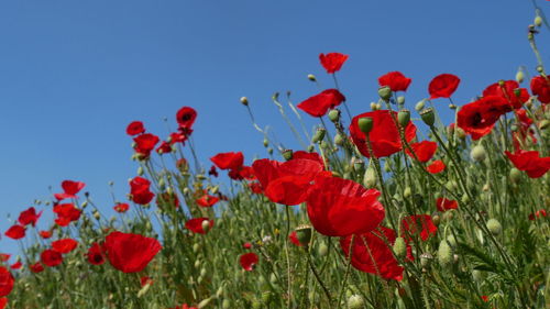 Red poppy flowers growing on field against sky