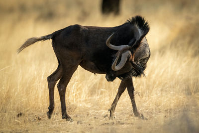 Black wildebeest stands twisting neck to scratch